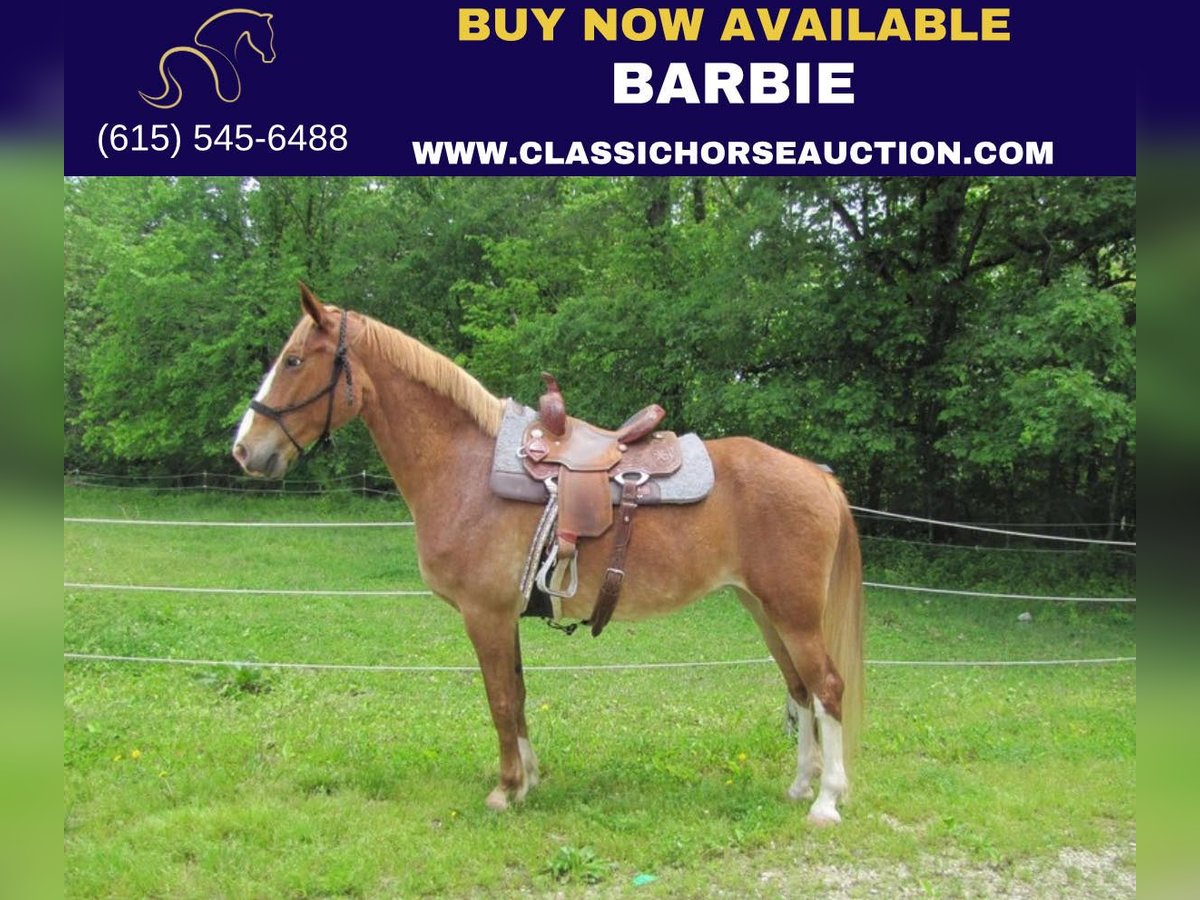 Missouri Foxtrotter Mare 10 years 15 hh Sorrel in Troy, MO