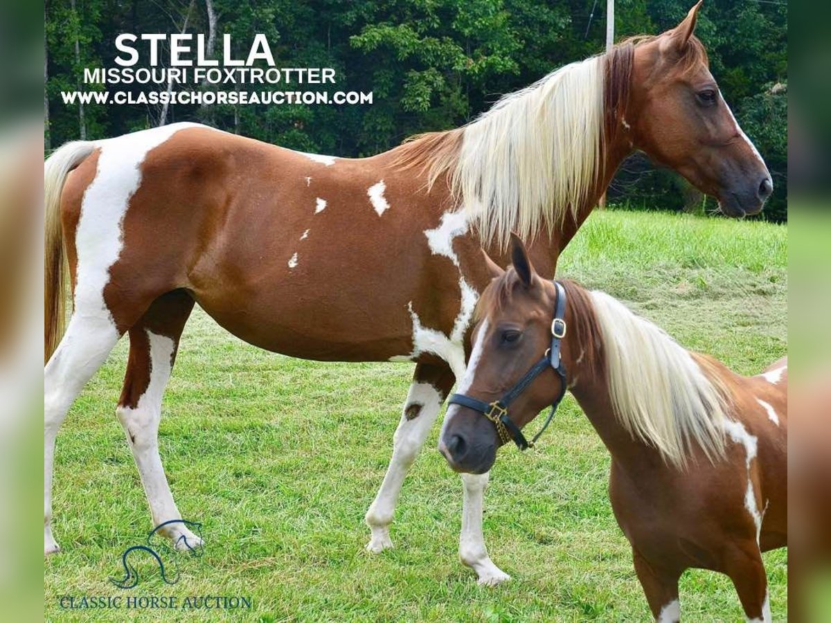 Missouri Foxtrotter Mare 10 years 15 hh Sorrel in Park Hills, MO