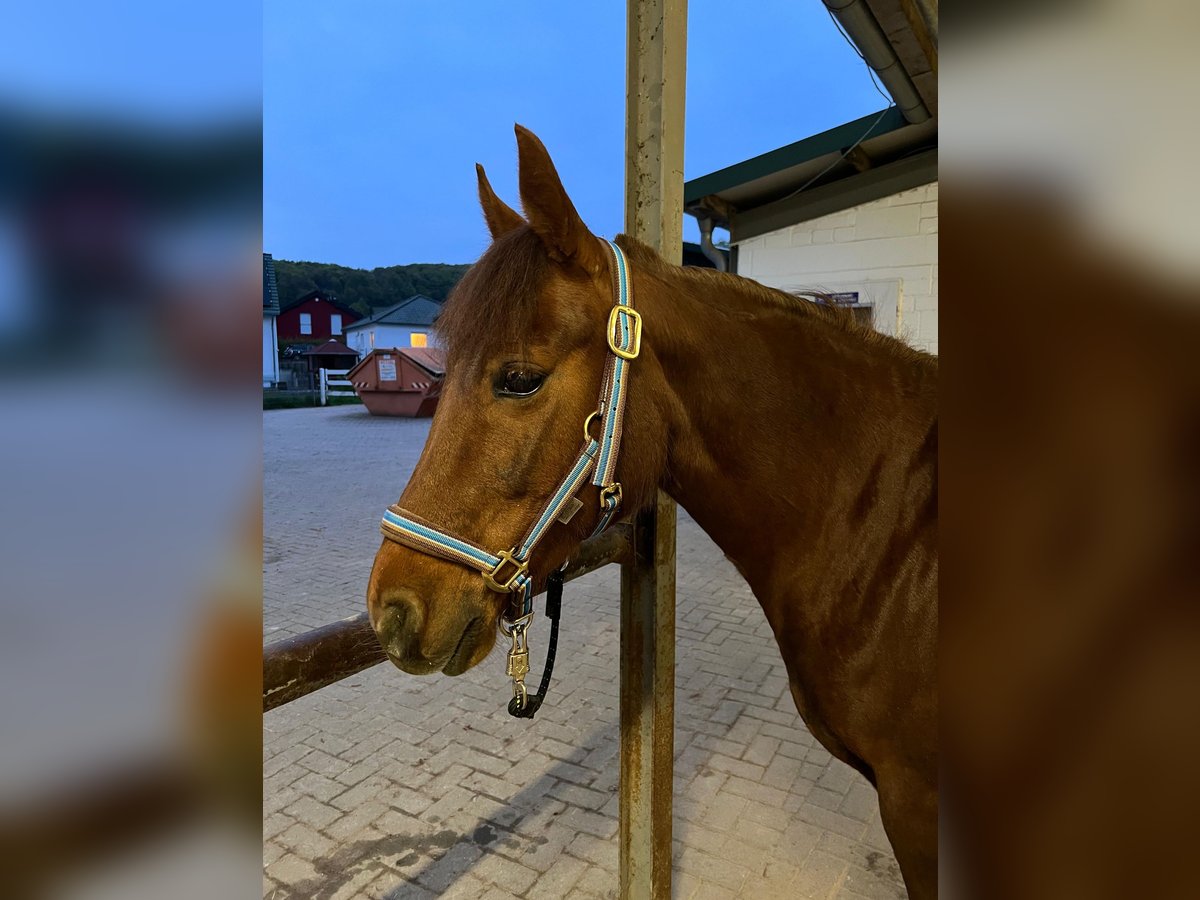 Missouri Foxtrotter Mare 11 years 14,1 hh Chestnut in Coppenbrügge