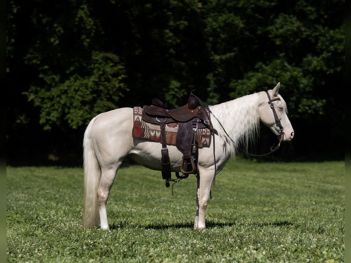Missouri Foxtrotter Mare 14 years 14 hh Cremello in Marble Hill