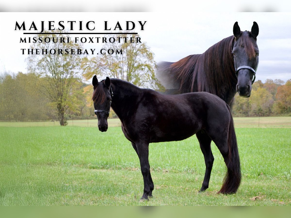 Missouri Foxtrotter Mare 17 years 15 hh Black in Paris, KY