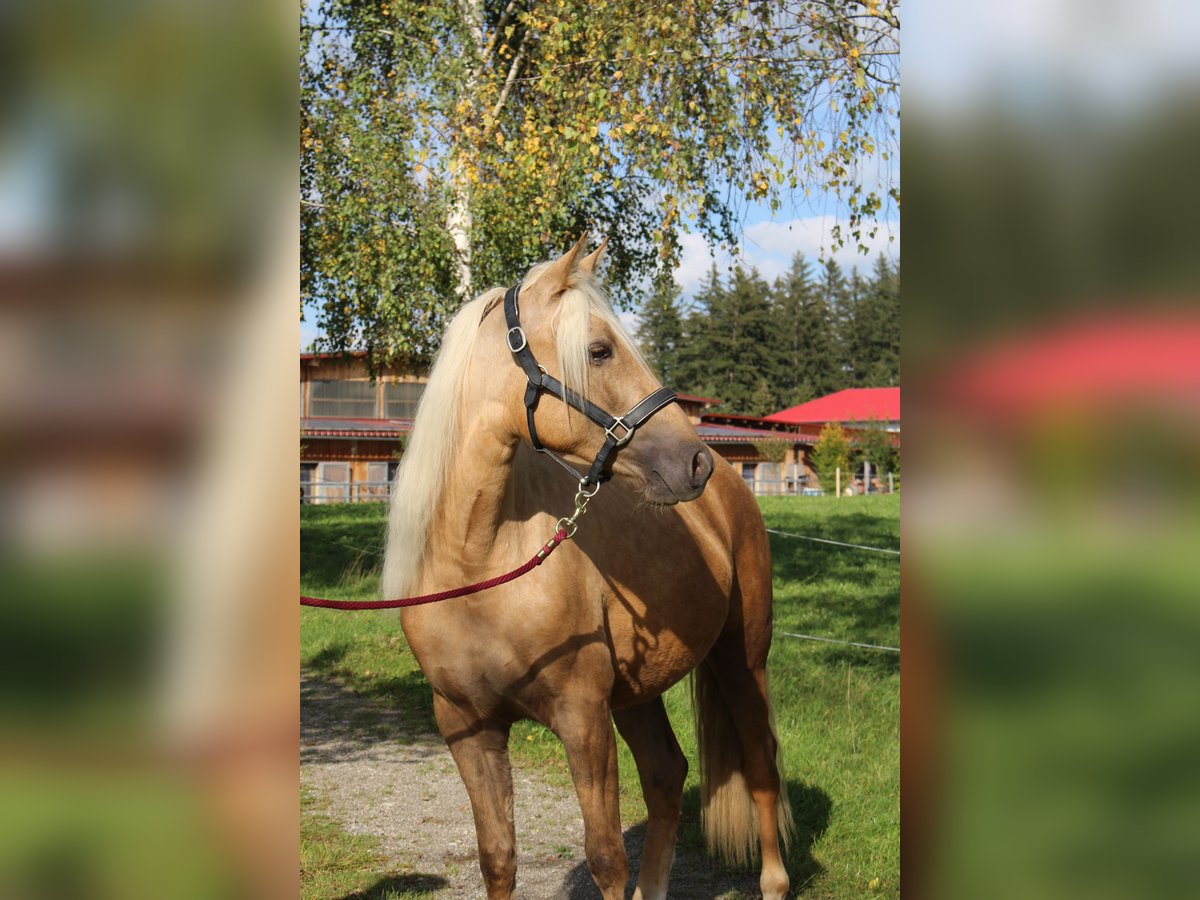 Missouri Foxtrotter Mare 4 years 14,1 hh Palomino in Altusried