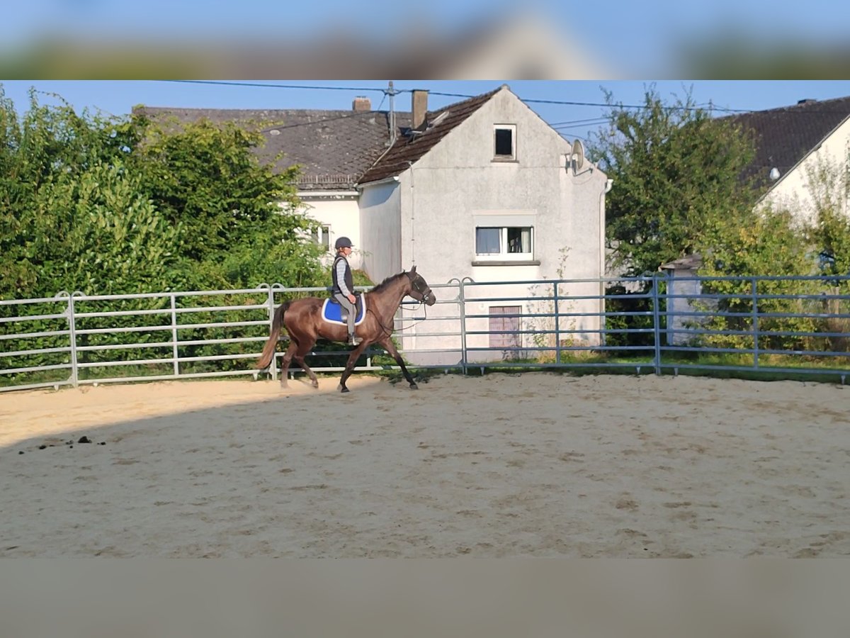 Missouri Foxtrotter Mare 4 years 15,2 hh Gray in Winterwerb