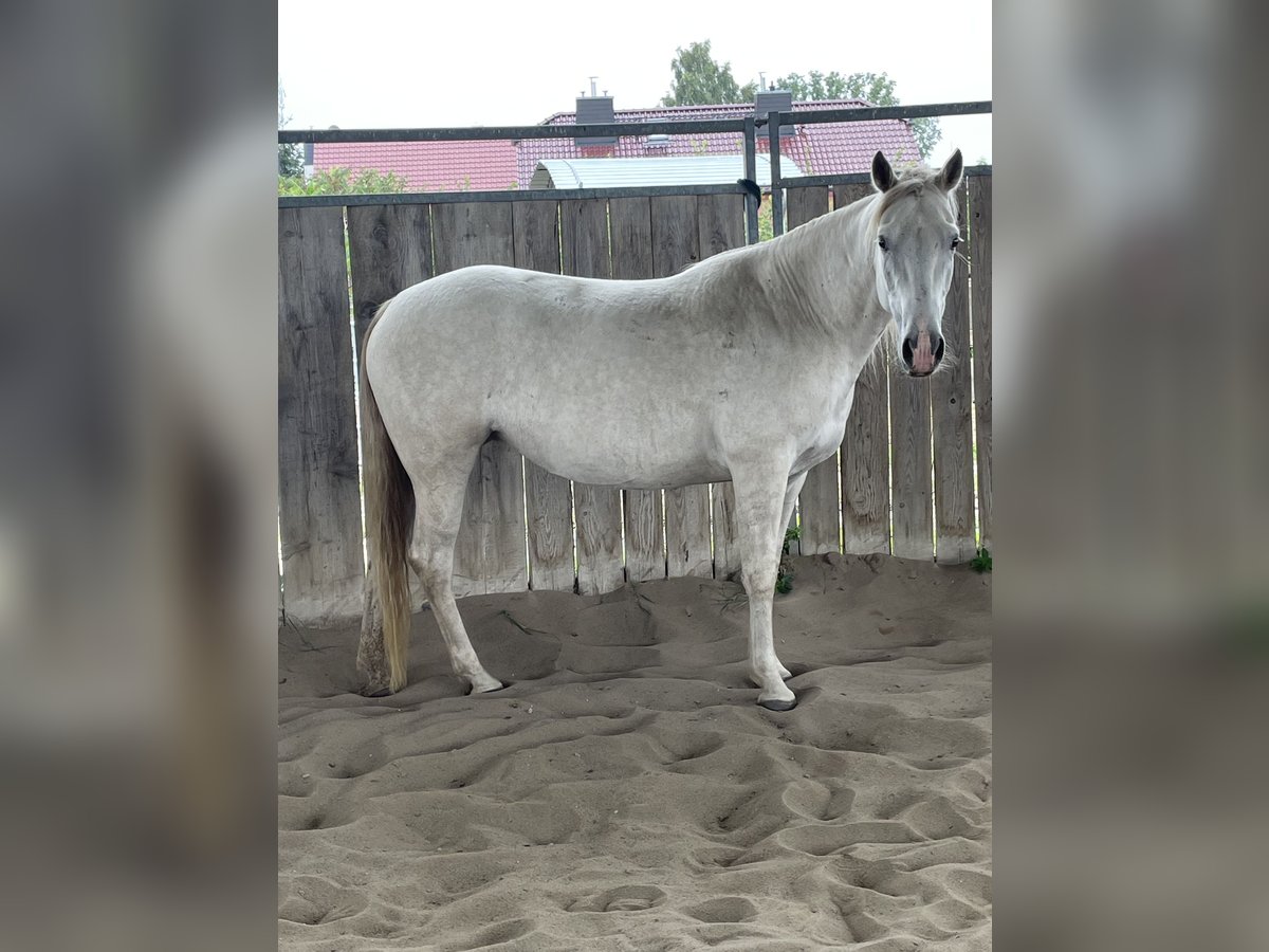 Missouri Foxtrotter Mare 5 years 14,3 hh Champagne in Biesenthal