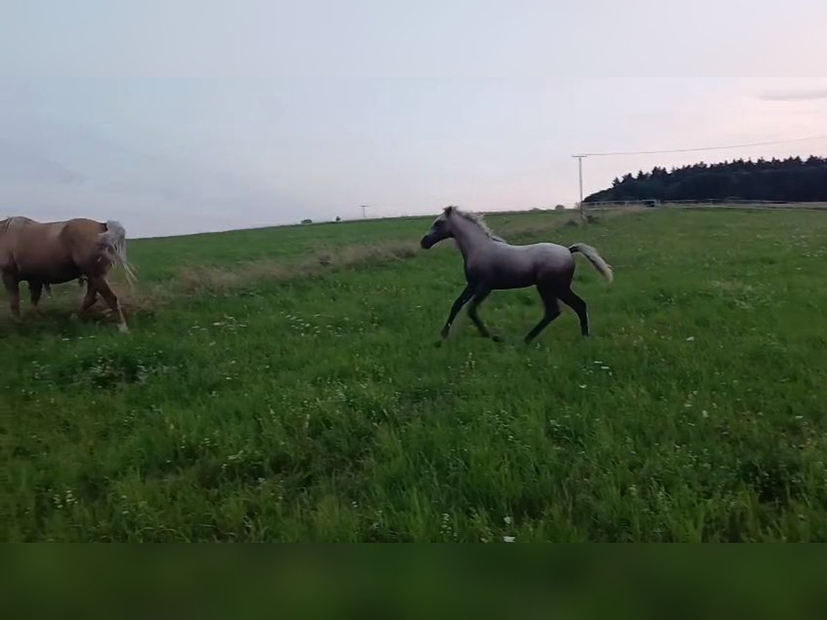 Missouri Foxtrotter Mare Foal (05/2025) 14,3 hh Grey-Dapple in Hunzel