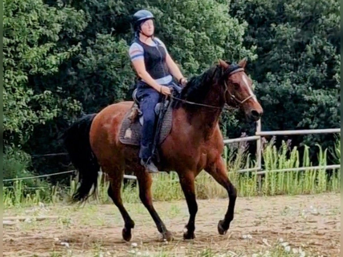 Missouri Foxtrotter Merrie 11 Jaar 152 cm Bruin in Königsfeld