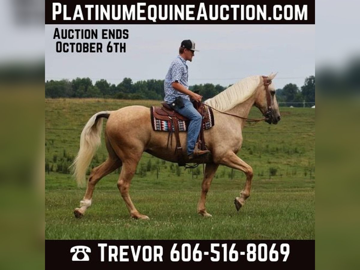 Missouri Foxtrotter Merrie 12 Jaar Palomino in Parkers Lake KY