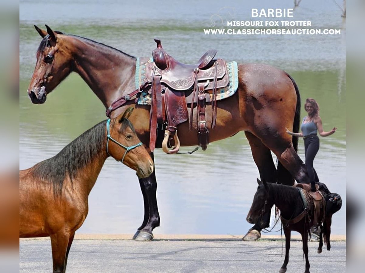 Missouri Foxtrotter Merrie 4 Jaar 152 cm Roodbruin in Gerald, MO