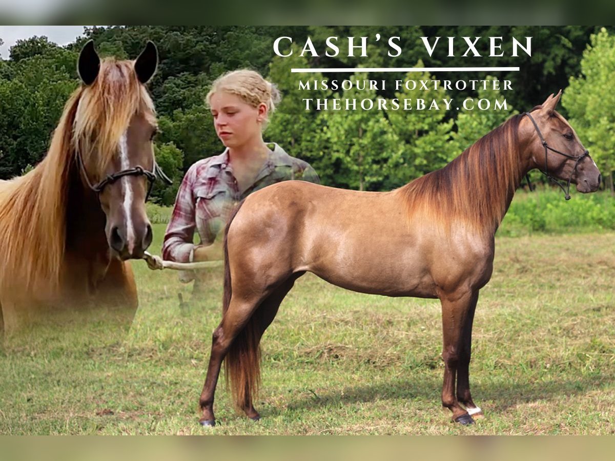 Missouri Foxtrotter Merrie 4 Jaar Champagne in Festus, MO