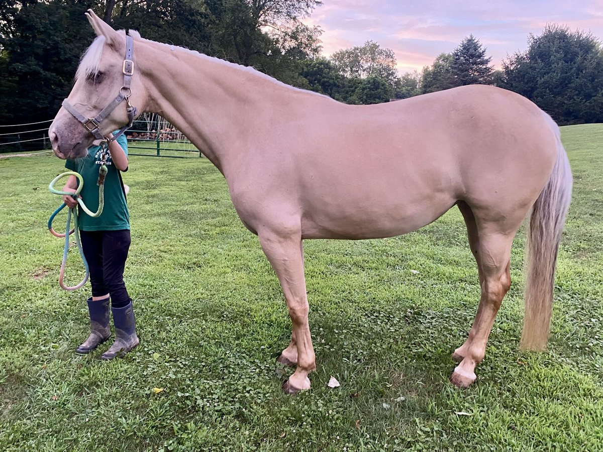 Missouri Foxtrotter Merrie 8 Jaar 152 cm Champagne in Clinton