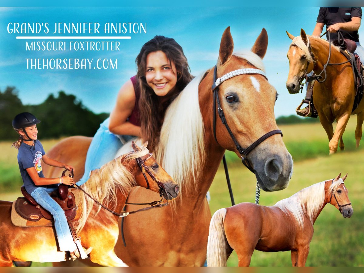 Missouri Foxtrotter Stute 10 Jahre 152 cm Palomino in Paola, KS