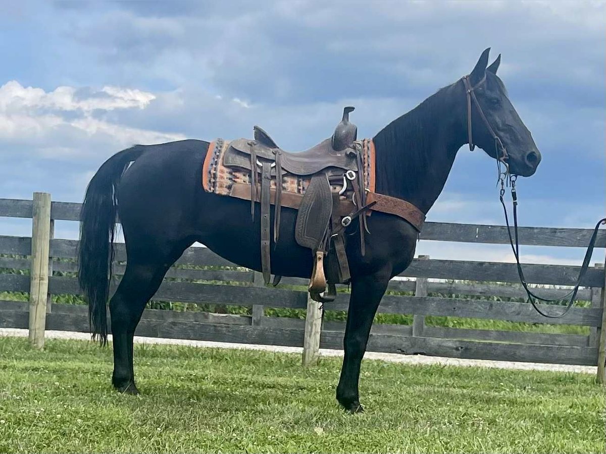 Missouri Foxtrotter Stute 11 Jahre 142 cm Rappe in Moscow Missouri Foxtrotter Stute 11 Jahre 142 cm Rappe in Moscow
