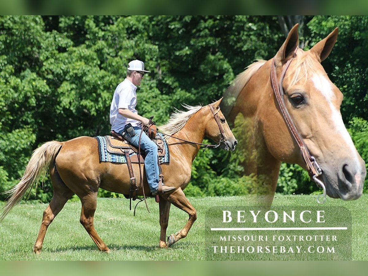 Missouri Foxtrotter Stute 11 Jahre 152 cm Palomino in Parkers Lake, KY