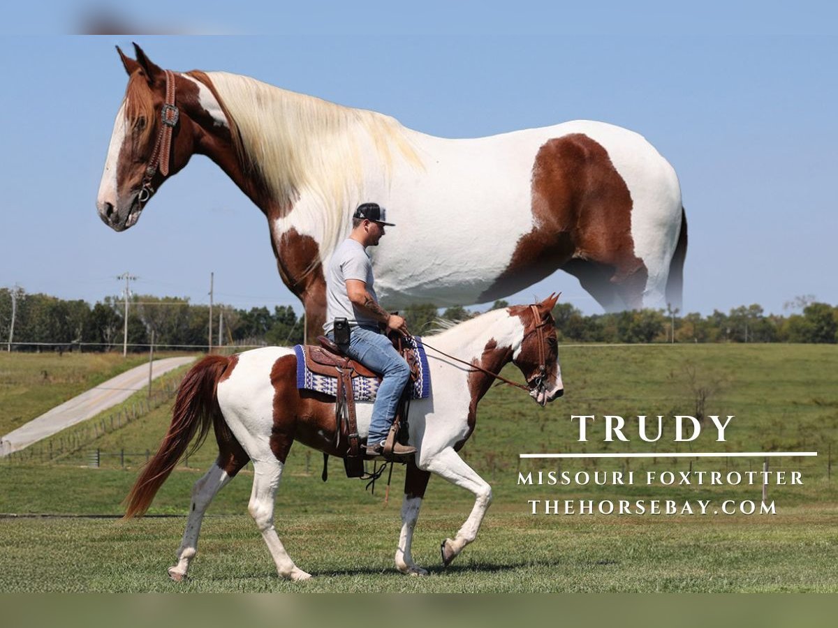 Missouri Foxtrotter Stute 13 Jahre 165 cm Tobiano-alle-Farben in Corbin, KY