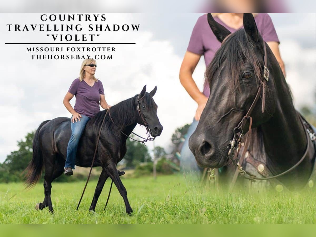 Missouri Foxtrotter Stute 15 Jahre 152 cm Rappe in Conway, MO