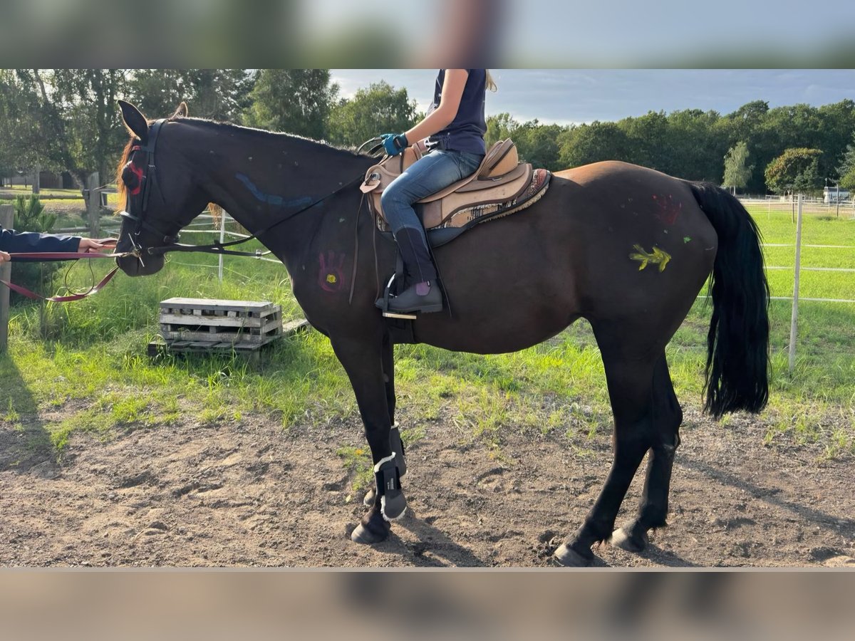 Missouri Foxtrotter Stute 16 Jahre 148 cm Rappe in Zehdenick