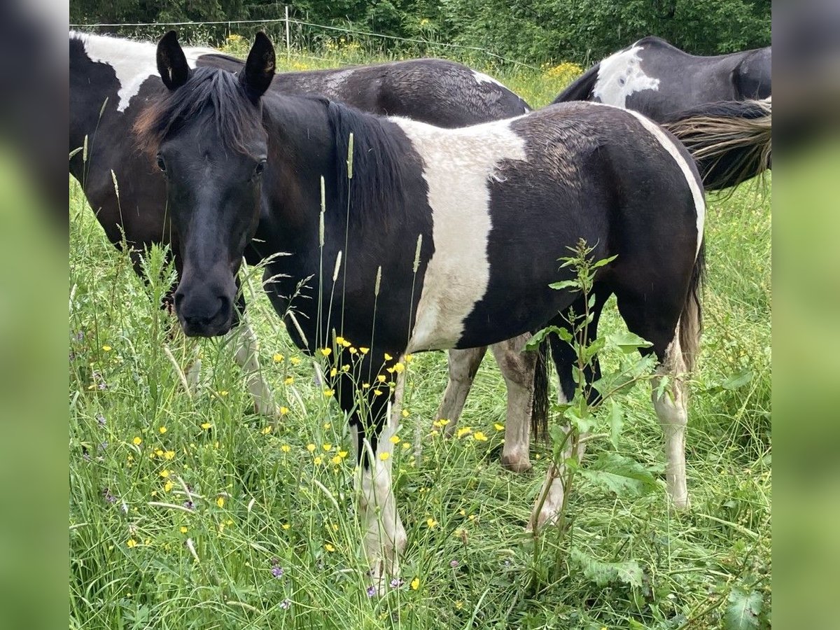 Missouri Foxtrotter Stute 1 Jahr 150 cm Schecke in Oberstaufen