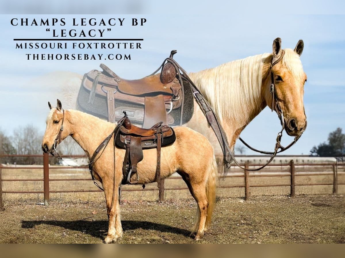 Missouri Foxtrotter Stute 4 Jahre 157 cm Palomino in Houston, MO