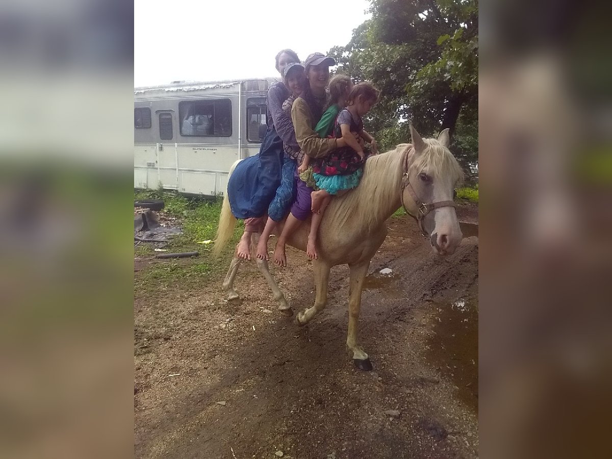 Missouri Foxtrotter Mix Stute 6 Jahre 152 cm Palomino in Gainesville