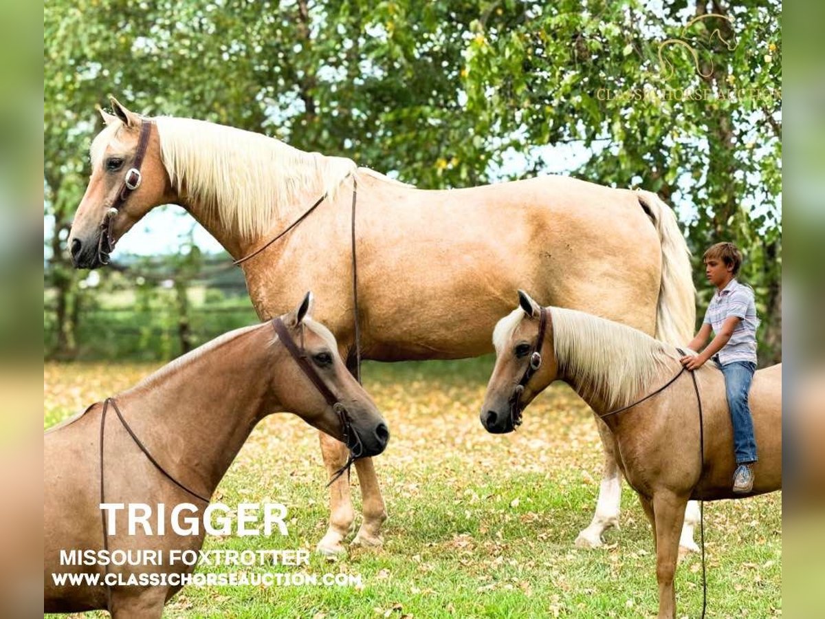 Missouri Foxtrotter Wallach 12 Jahre 152 cm Palomino in Houston MO