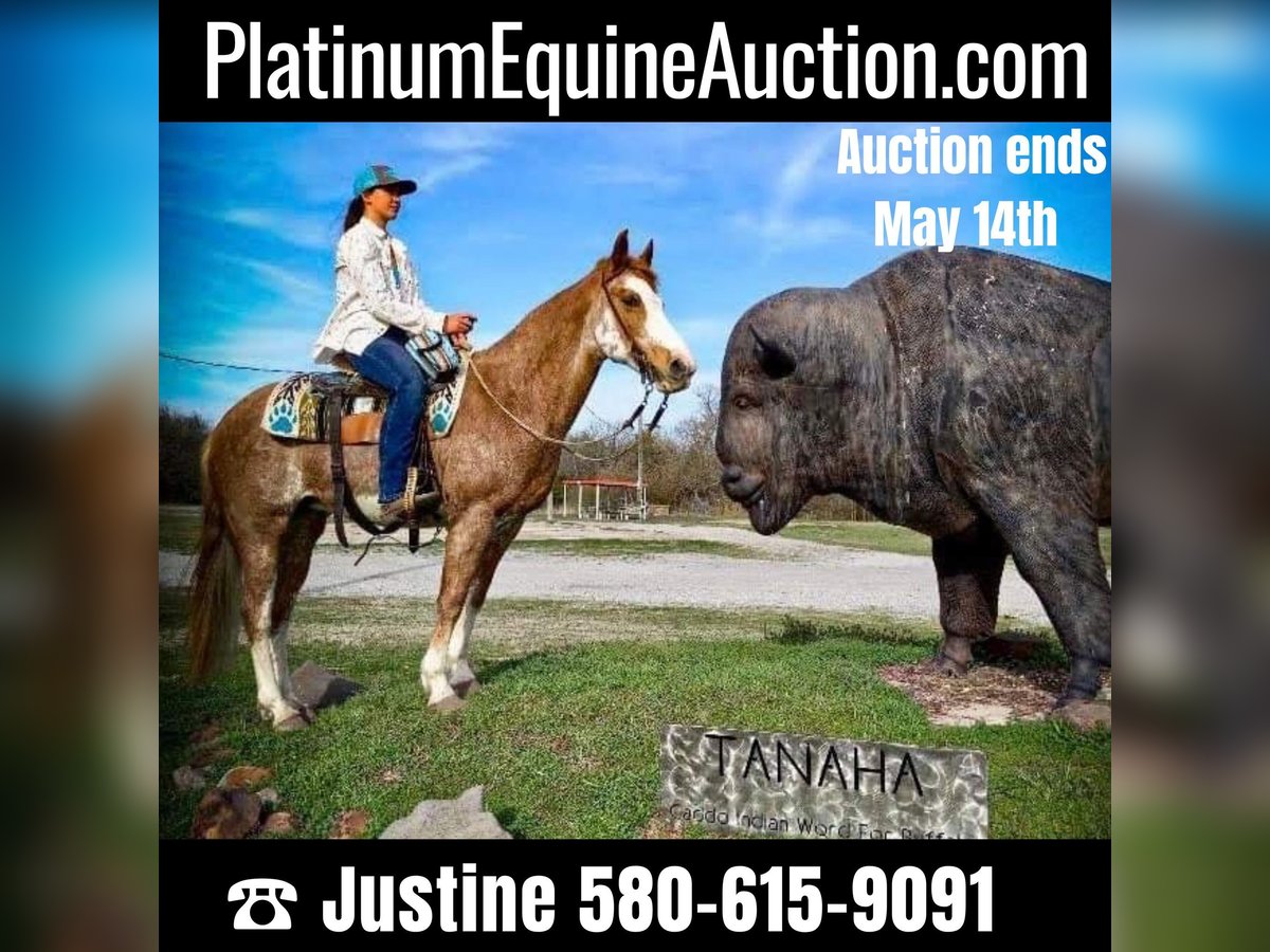 Missouri Foxtrotter Wallach 12 Jahre 155 cm Roan-Red in Caddo OK