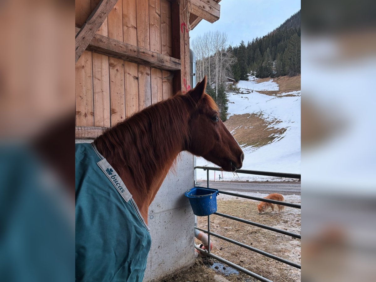 Missouri Foxtrotter Wallach 12 Jahre 157 cm Fuchs in Steeg