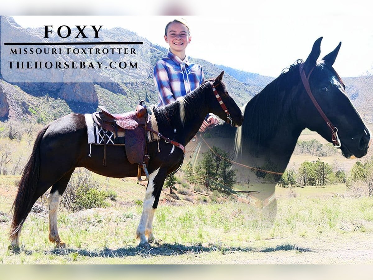 Missouri Foxtrotter Wallach 12 Jahre 157 cm Tobiano-alle-Farben in Fort Collins, CO