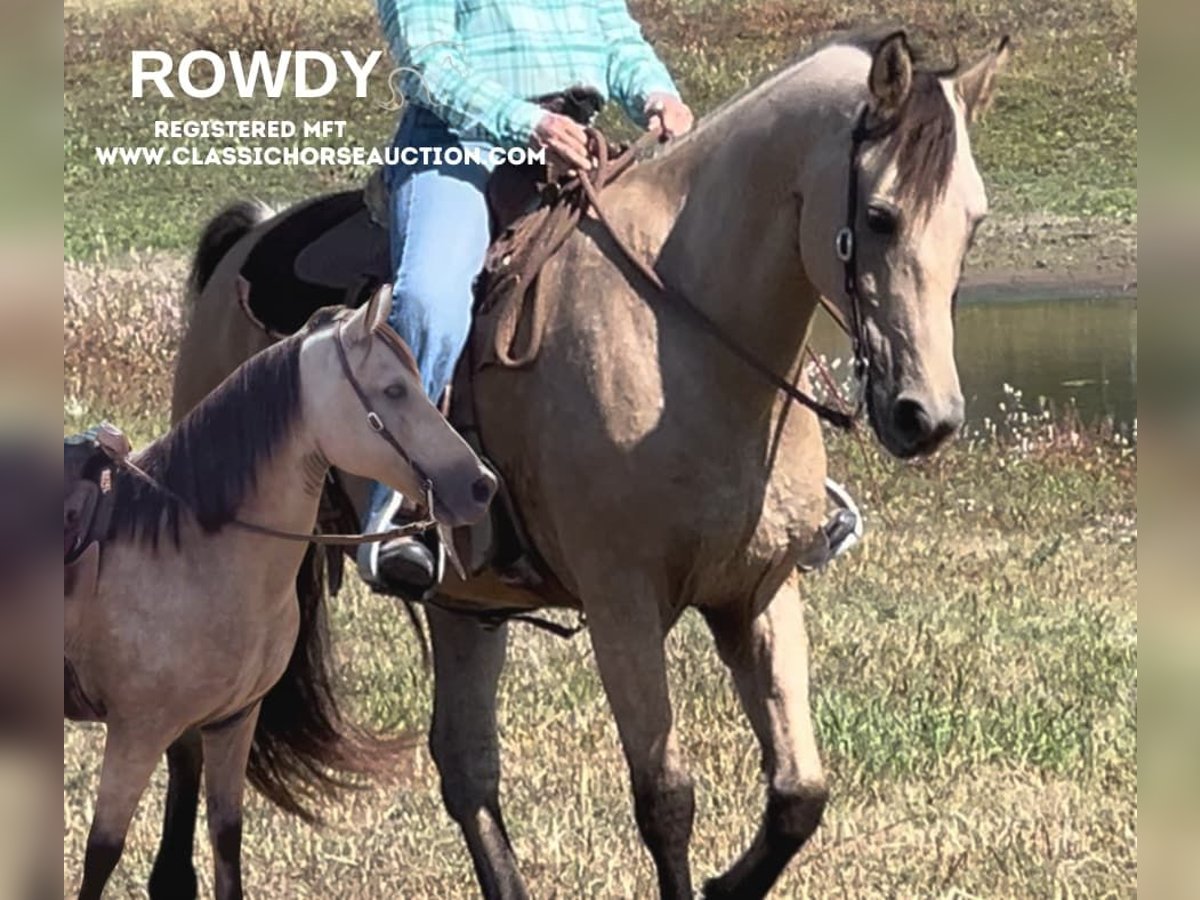 Missouri Foxtrotter Wallach 13 Jahre 152 cm Buckskin in Maize, KS