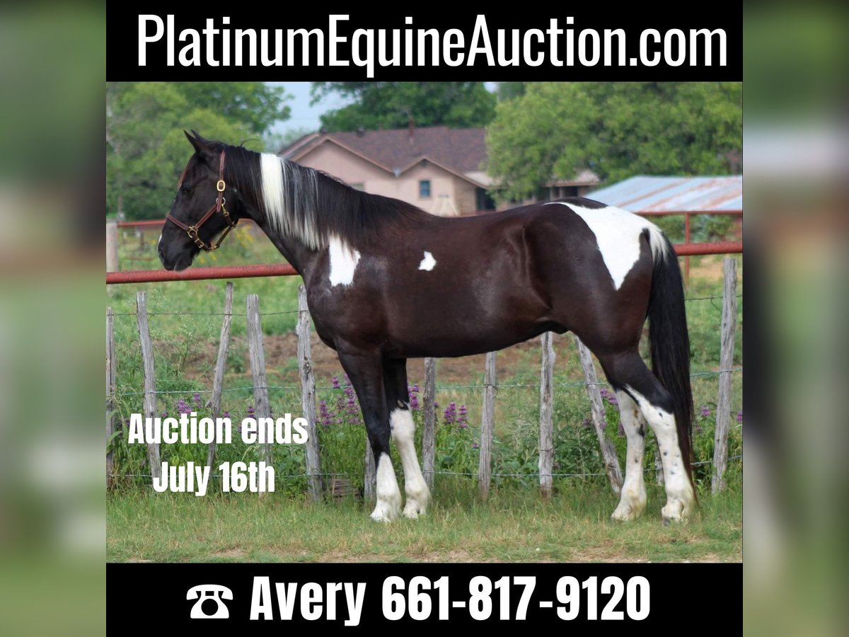 Missouri Foxtrotter Wallach 14 Jahre 152 cm Tobiano-alle-Farben in Stephenville TX