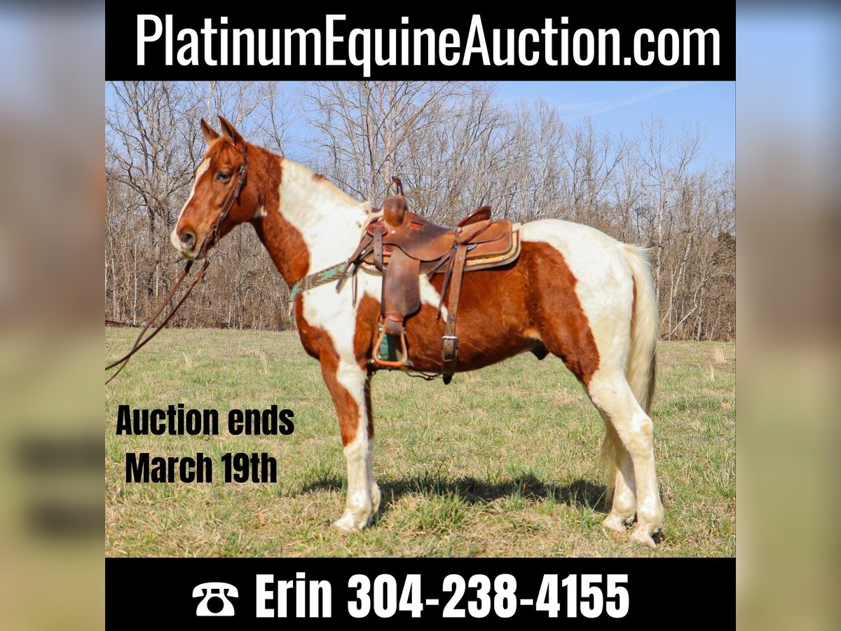 Missouri Foxtrotter Wallach 14 Jahre 155 cm Tobiano-alle-Farben in Hillsboro KY