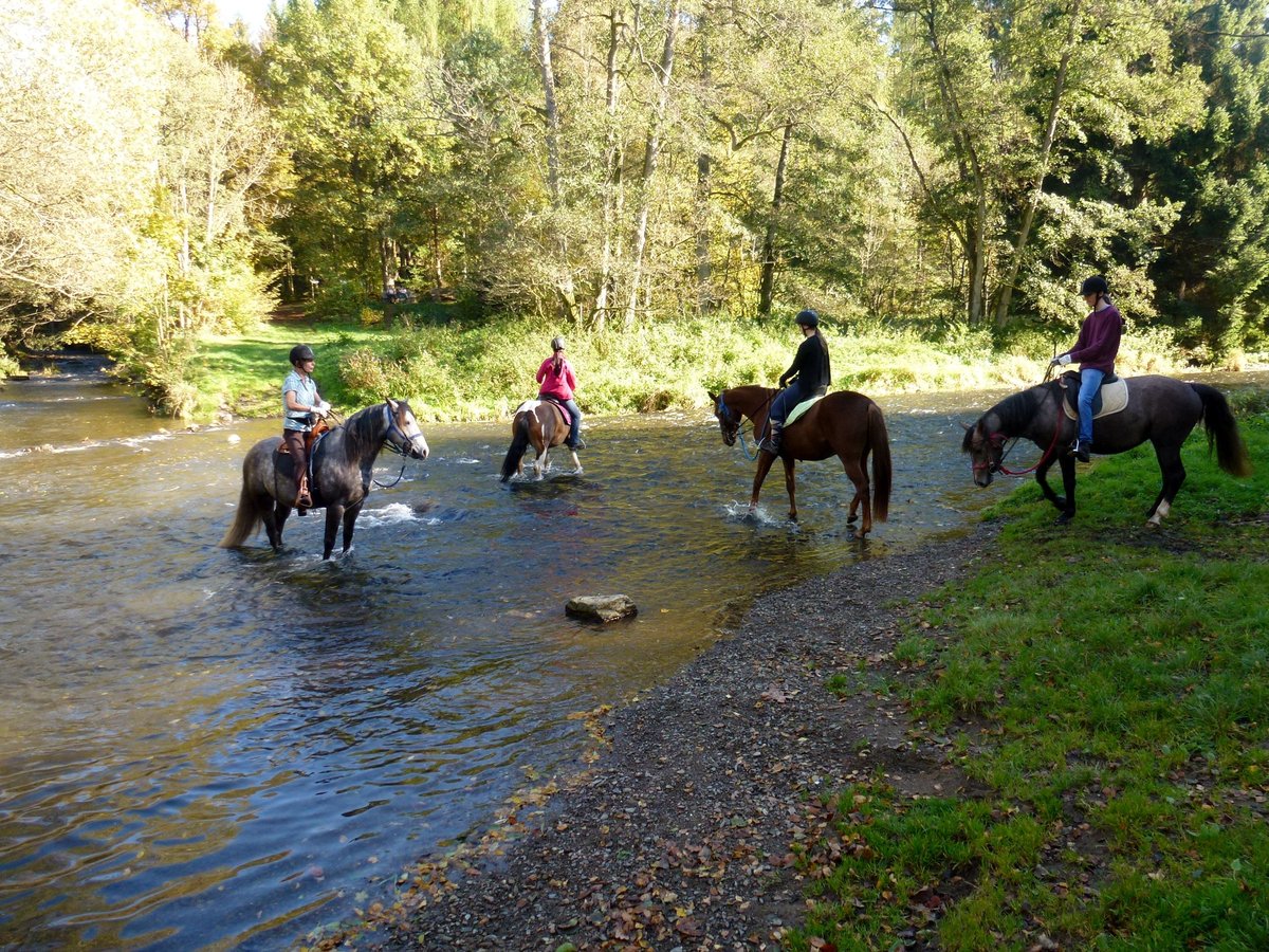 Missouri Foxtrotter Wallach 15 Jahre 153 cm Apfelschimmel in Winterwerb