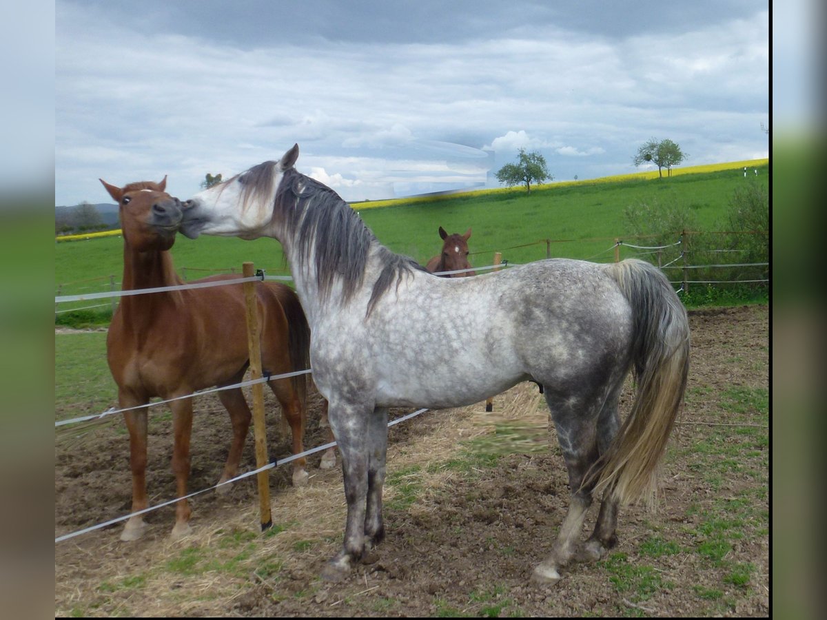 Missouri Foxtrotter Wallach 15 Jahre 153 cm Apfelschimmel in Winterwerb