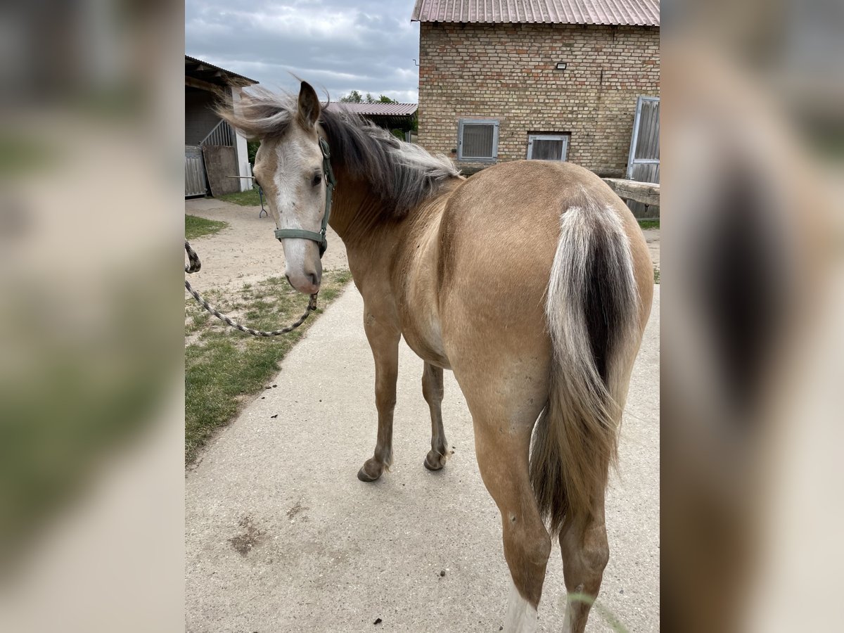 Missouri Foxtrotter Wallach 1 Jahr Buckskin in Biesenthal