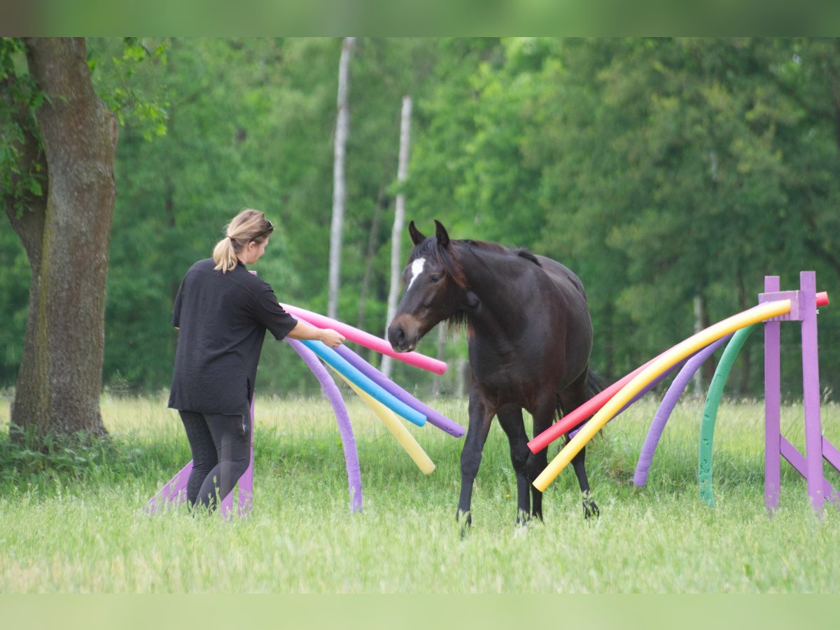 Missouri Foxtrotter Mix Wallach 3 Jahre 154 cm Dunkelbrauner in Ribbesb&#xFC;ttel