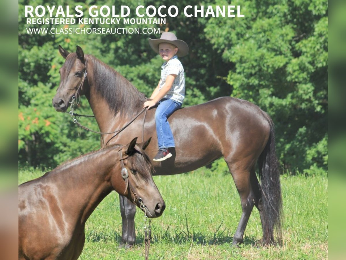 Missouri Foxtrotter Wallach 5 Jahre 142 cm Rappe in Whitley City, KY