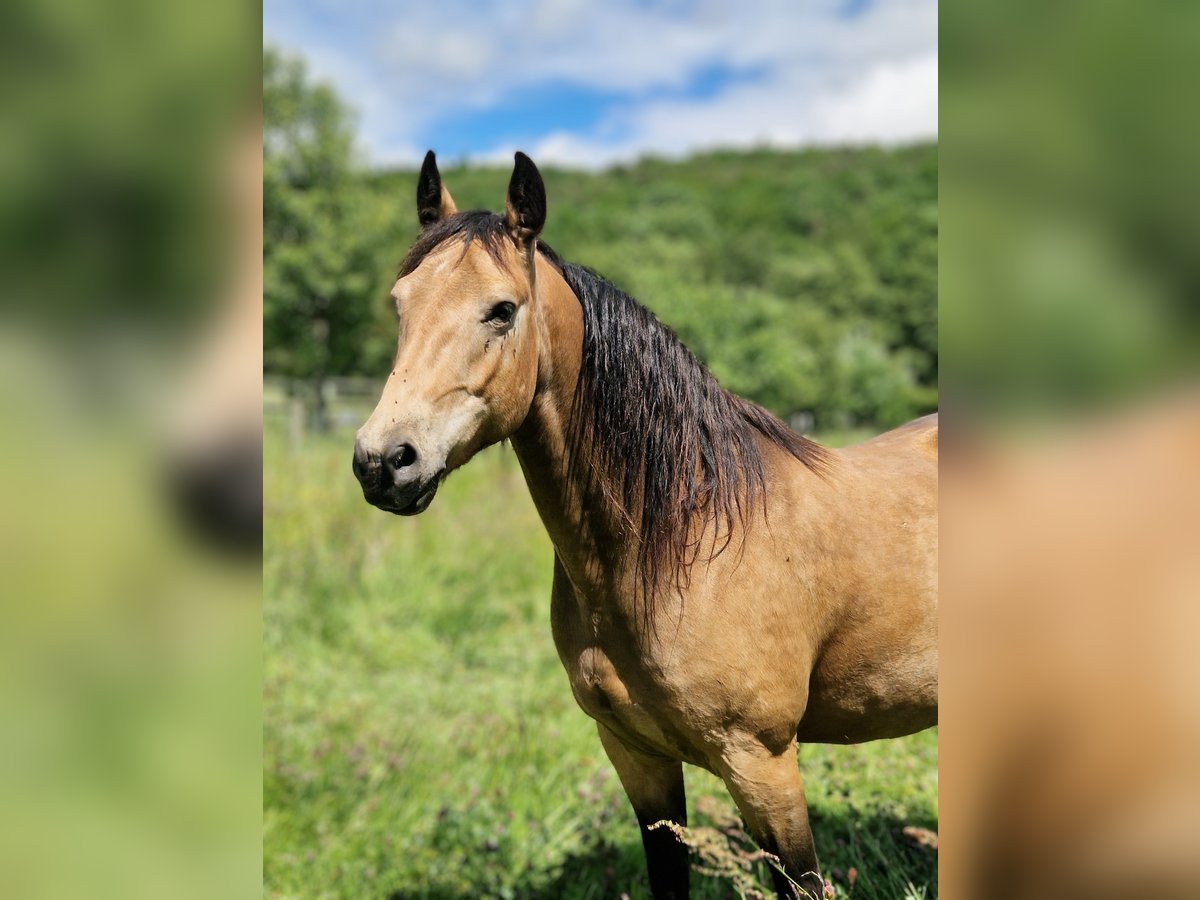 Missouri Foxtrotter Wallach 5 Jahre 153 cm Falbe in K&#xF6;nigsfeld