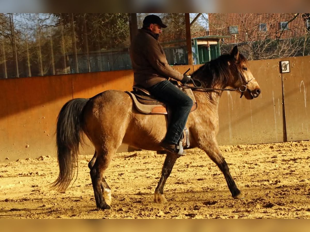 Missouri Foxtrotter Wallach 5 Jahre 153 cm Falbe in K&#xF6;nigsfeld