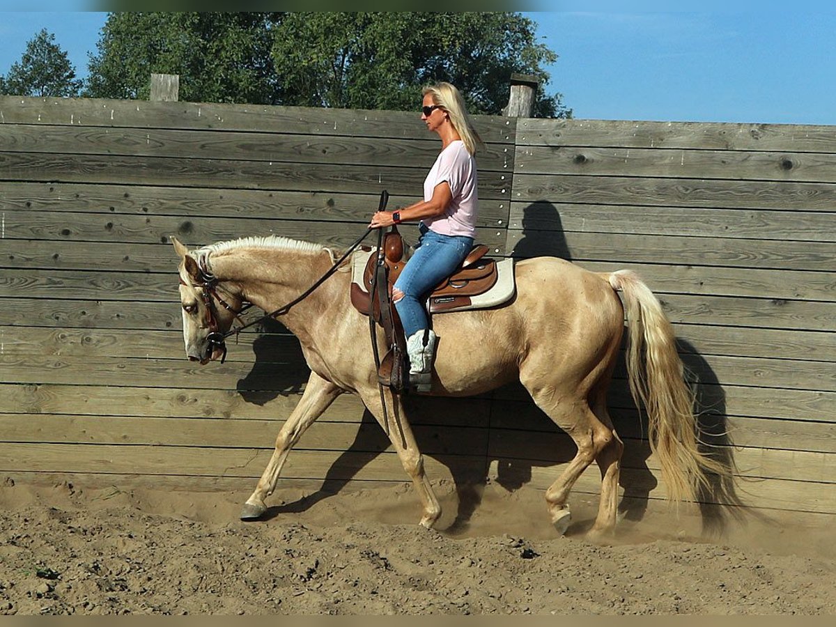 Missouri Foxtrotter Wallach 5 Jahre 157 cm Champagne in Temmen-Ringenwalde