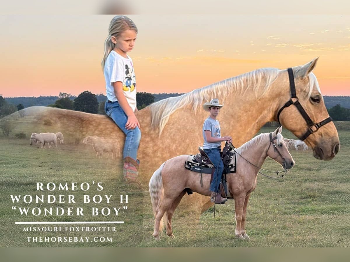 Missouri Foxtrotter Wallach 6 Jahre 152 cm Palomino in Marshall, AR