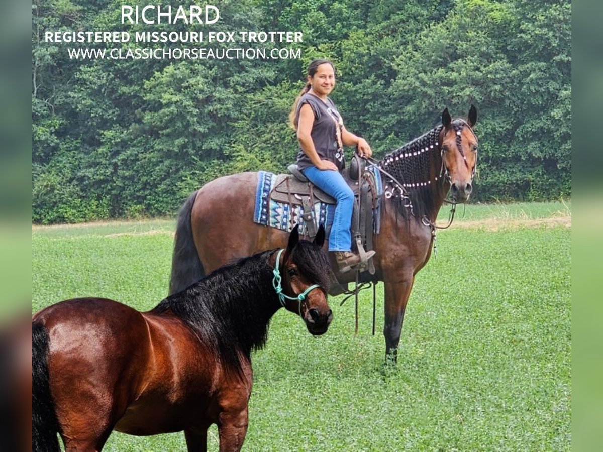 Missouri Foxtrotter Wallach 6 Jahre 152 cm Rotbrauner in Gillsville, GA