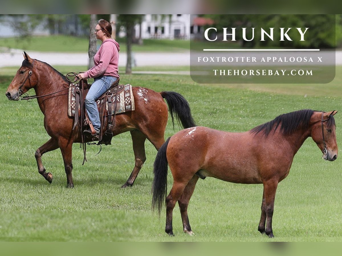 Missouri Foxtrotter Wallach 7 Jahre 142 cm Dunkelfuchs in Parkers Lake, KY