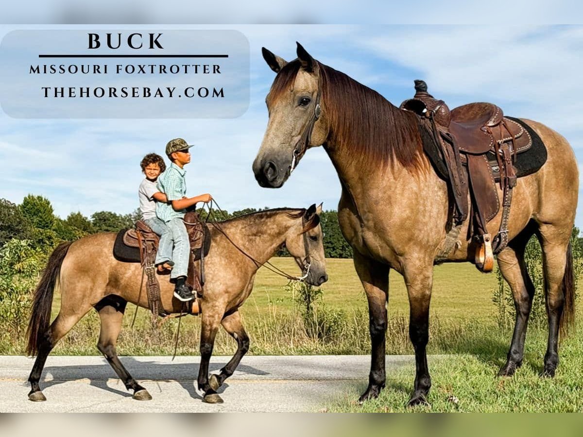 Missouri Foxtrotter Wallach 7 Jahre 150 cm Buckskin in Houston, MO