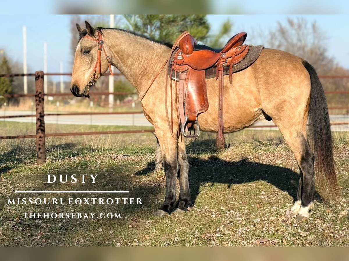 Missouri Foxtrotter Wallach 7 Jahre 150 cm Buckskin in Houston, MO