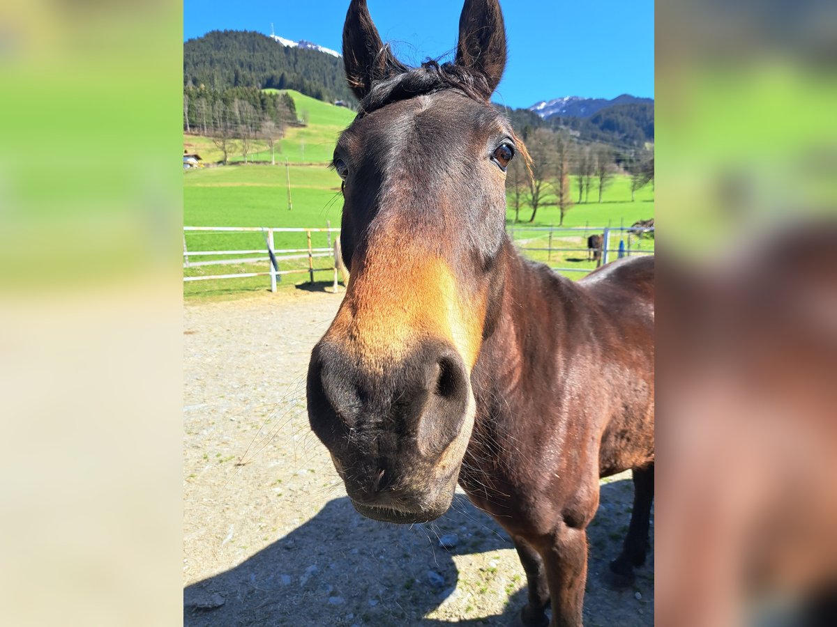 Missouri Foxtrotter Wallach 7 Jahre 158 cm in Kitzb&#xFC;hel
