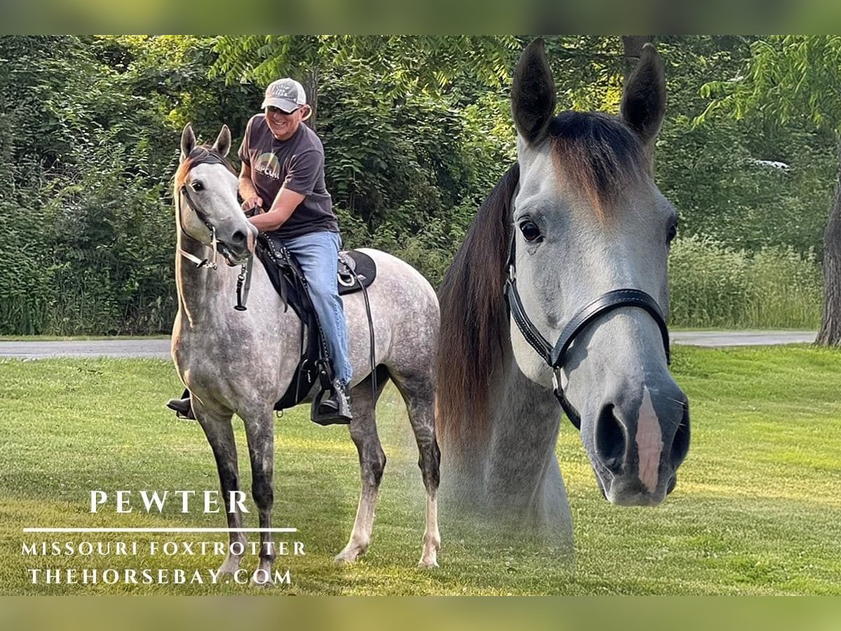 Missouri Foxtrotter Wallach 7 Jahre 160 cm Apfelschimmel in Glenmoore, PA