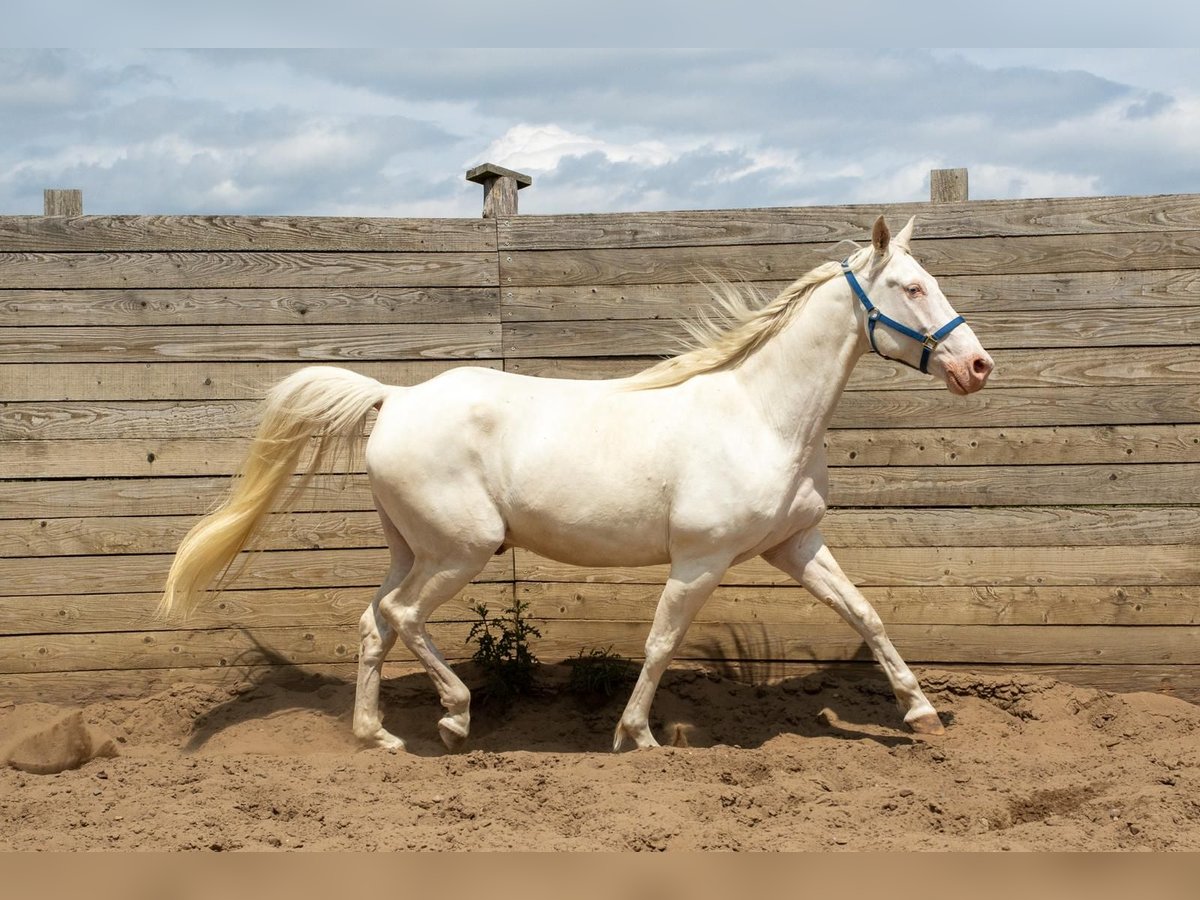 Missouri Foxtrotter Wallach 7 Jahre 164 cm Perlino in Temmen