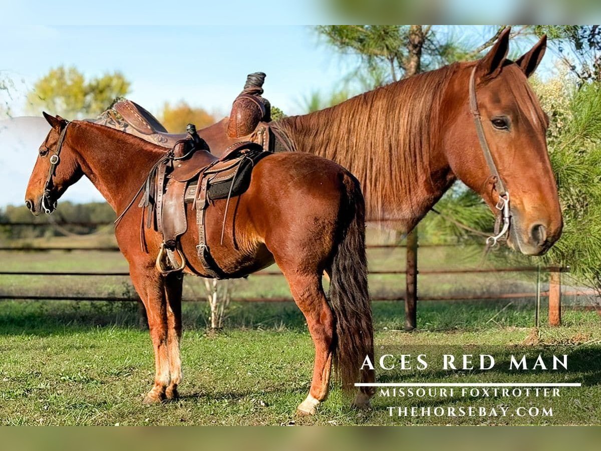 Missouri Foxtrotter Wallach 9 Jahre 160 cm Rotfuchs in Houston, MO