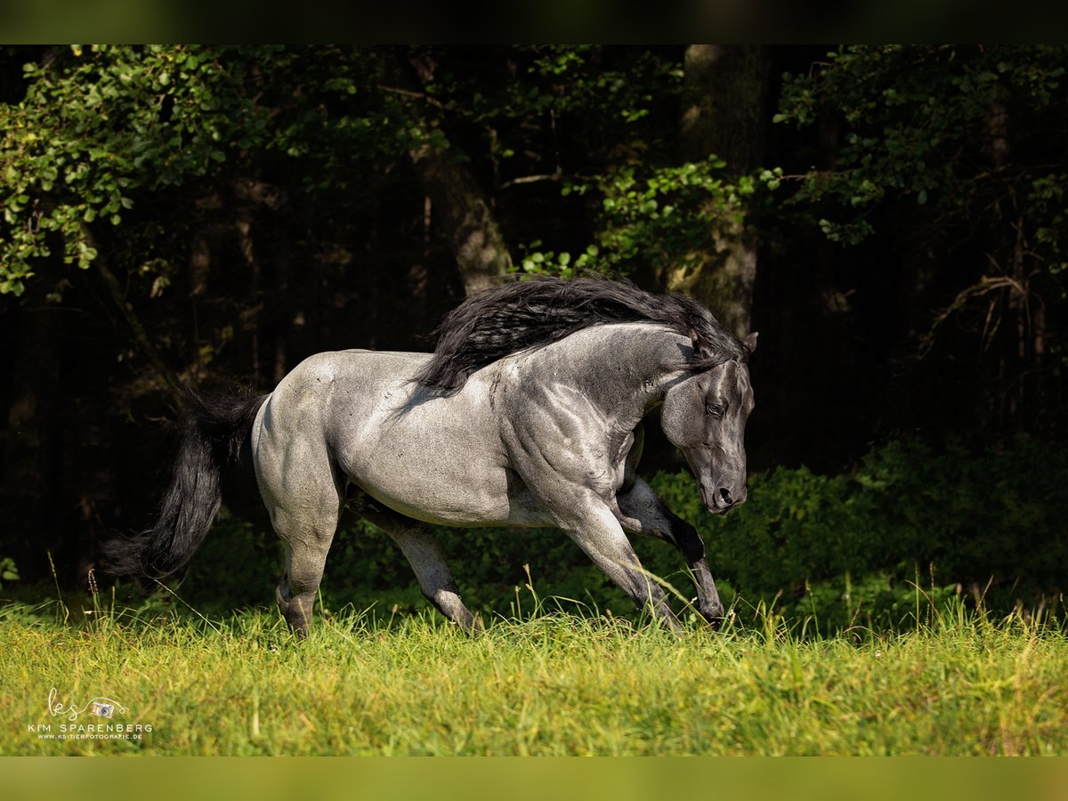 MJM SALTYS BLUE EZRA American Quarter Horse Stallion Roan-Blue in Falkensee