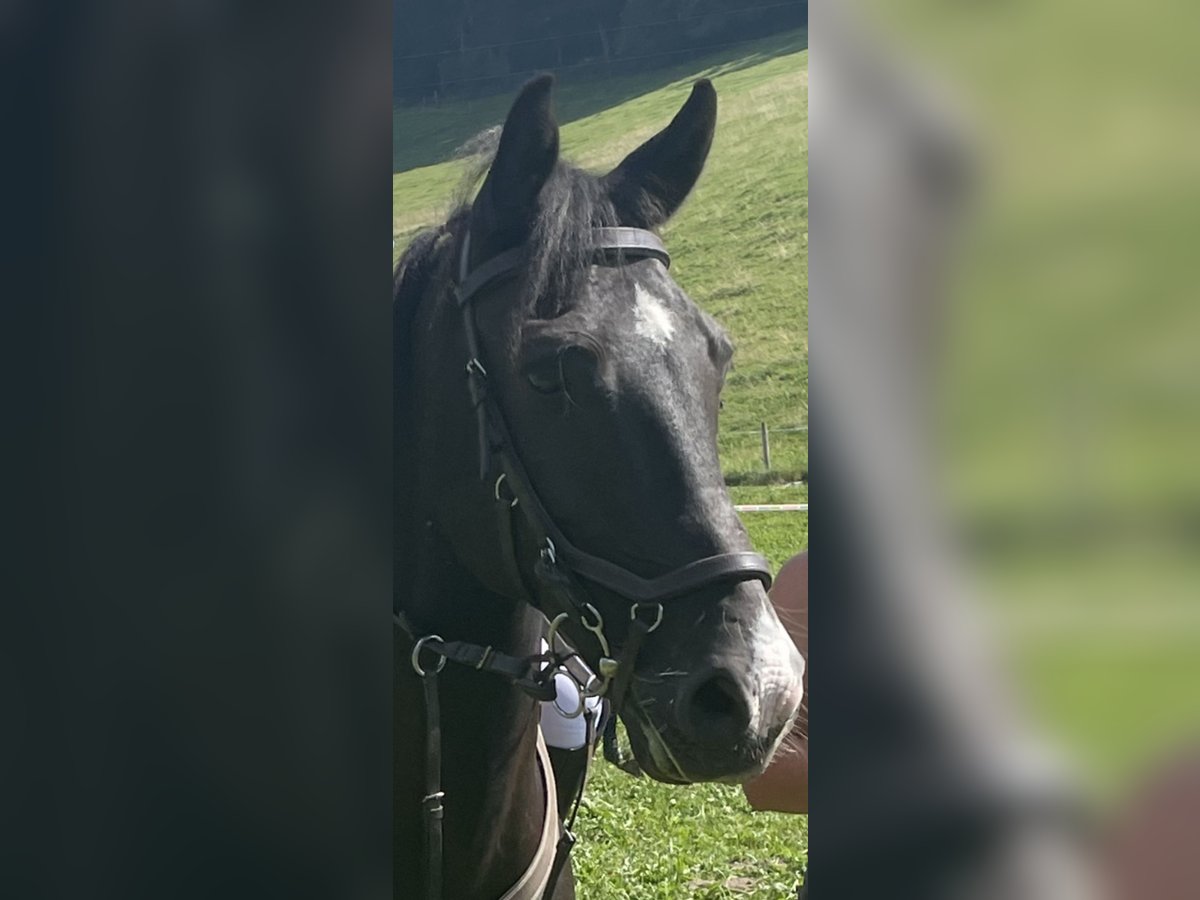 More ponies/small horses Gelding 10 years 14,1 hh Black in Aarberg