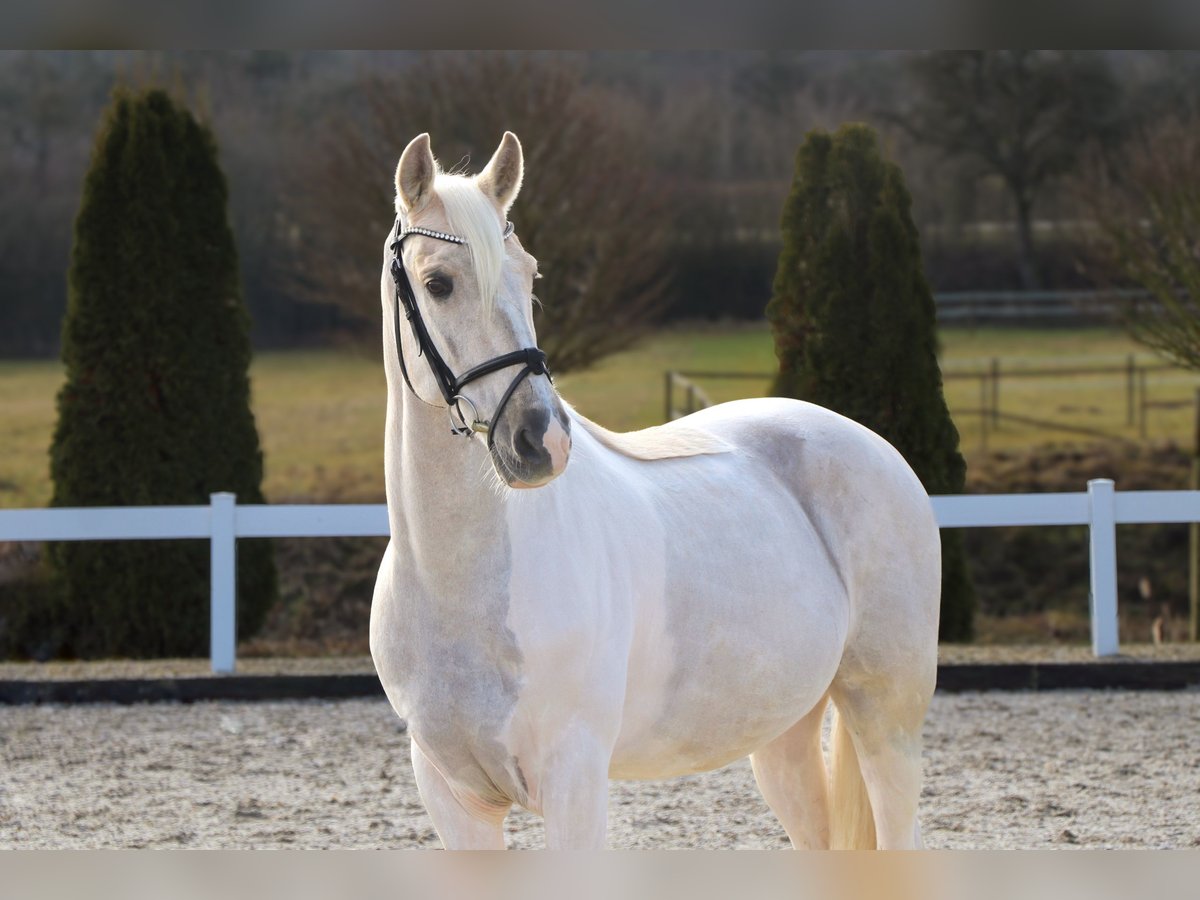 More ponies/small horses Gelding 10 years 15,1 hh Palomino in Schwäbisch Hall